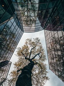 Preview wallpaper tree, building, reflection, architecture, glass