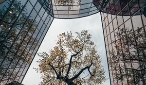 Preview wallpaper tree, building, reflection, architecture, glass