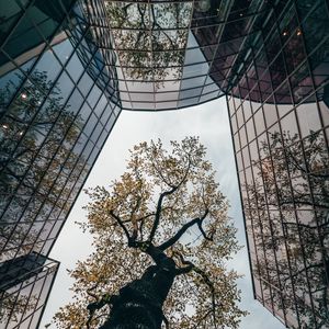 Preview wallpaper tree, building, reflection, architecture, glass