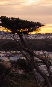 Preview wallpaper tree, buildings, houses, sunset