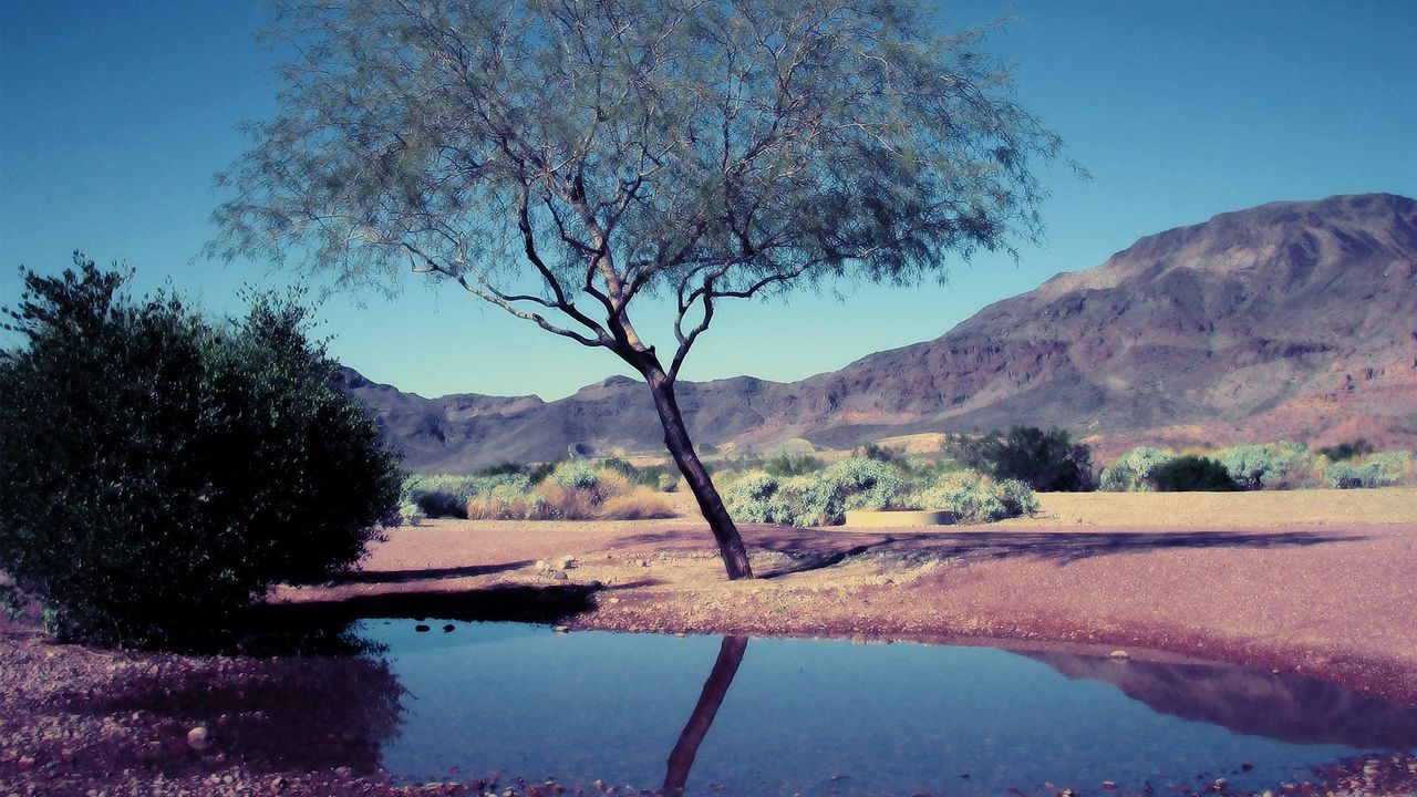 Wallpaper tree, bush, pool, reflection, mountains