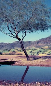 Preview wallpaper tree, bush, pool, reflection, mountains