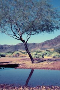 Preview wallpaper tree, bush, pool, reflection, mountains