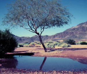 Preview wallpaper tree, bush, pool, reflection, mountains