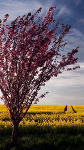 Preview wallpaper tree, bush, summer, field, landscape, flowers, yellow, bright
