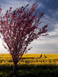 Preview wallpaper tree, bush, summer, field, landscape, flowers, yellow, bright