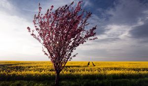 Preview wallpaper tree, bush, summer, field, landscape, flowers, yellow, bright