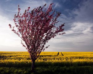 Preview wallpaper tree, bush, summer, field, landscape, flowers, yellow, bright