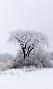 Preview wallpaper tree, bushes, field, snow, winter