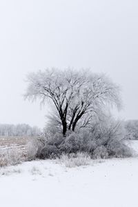 Preview wallpaper tree, bushes, field, snow, winter