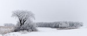 Preview wallpaper tree, bushes, field, snow, winter