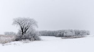 Preview wallpaper tree, bushes, field, snow, winter
