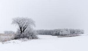 Preview wallpaper tree, bushes, field, snow, winter