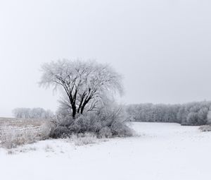 Preview wallpaper tree, bushes, field, snow, winter
