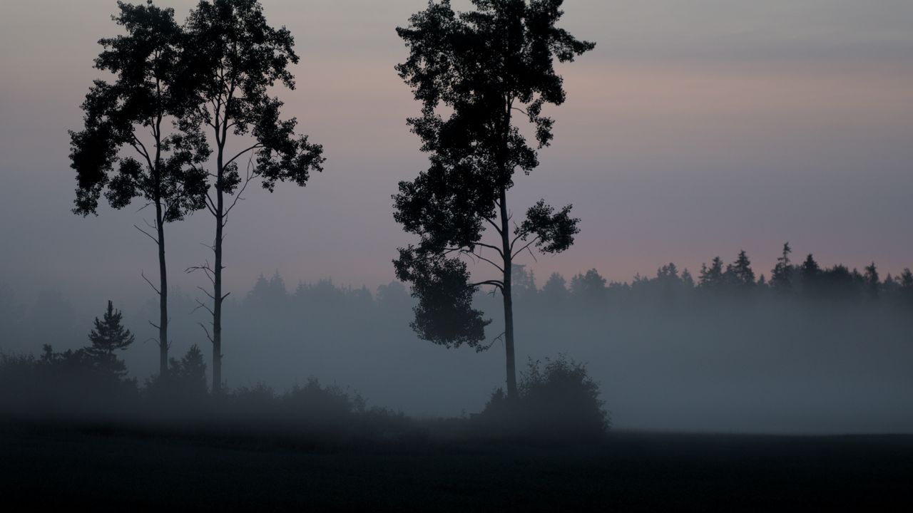 Wallpaper tree, bushes, fog, nature