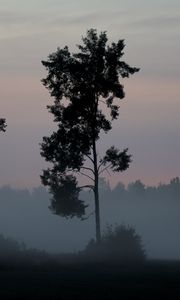 Preview wallpaper tree, bushes, fog, nature