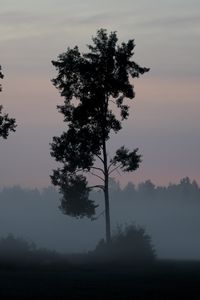 Preview wallpaper tree, bushes, fog, nature