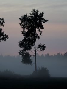 Preview wallpaper tree, bushes, fog, nature