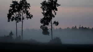 Preview wallpaper tree, bushes, fog, nature
