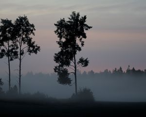 Preview wallpaper tree, bushes, fog, nature