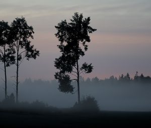 Preview wallpaper tree, bushes, fog, nature