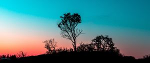 Preview wallpaper tree, bushes, outlines, twilight, evening, sunset