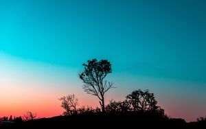 Preview wallpaper tree, bushes, outlines, twilight, evening, sunset