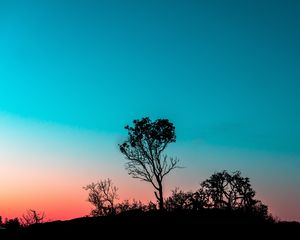 Preview wallpaper tree, bushes, outlines, twilight, evening, sunset