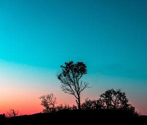 Preview wallpaper tree, bushes, outlines, twilight, evening, sunset