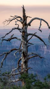 Preview wallpaper tree, canyon, dry, nature