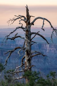Preview wallpaper tree, canyon, dry, nature