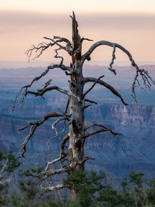 Preview wallpaper tree, canyon, dry, nature