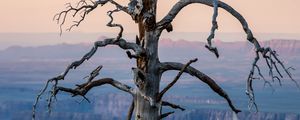 Preview wallpaper tree, canyon, dry, nature