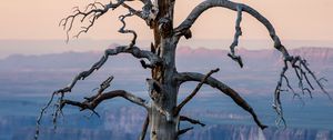 Preview wallpaper tree, canyon, dry, nature