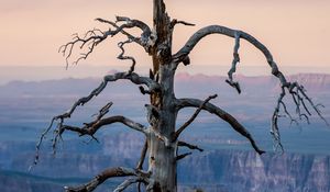 Preview wallpaper tree, canyon, dry, nature