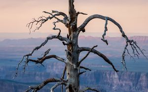 Preview wallpaper tree, canyon, dry, nature