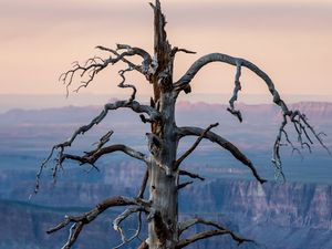 Preview wallpaper tree, canyon, dry, nature