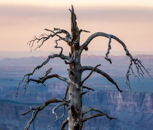 Preview wallpaper tree, canyon, dry, nature