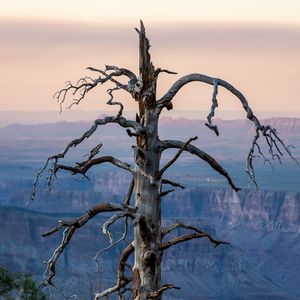 Preview wallpaper tree, canyon, dry, nature