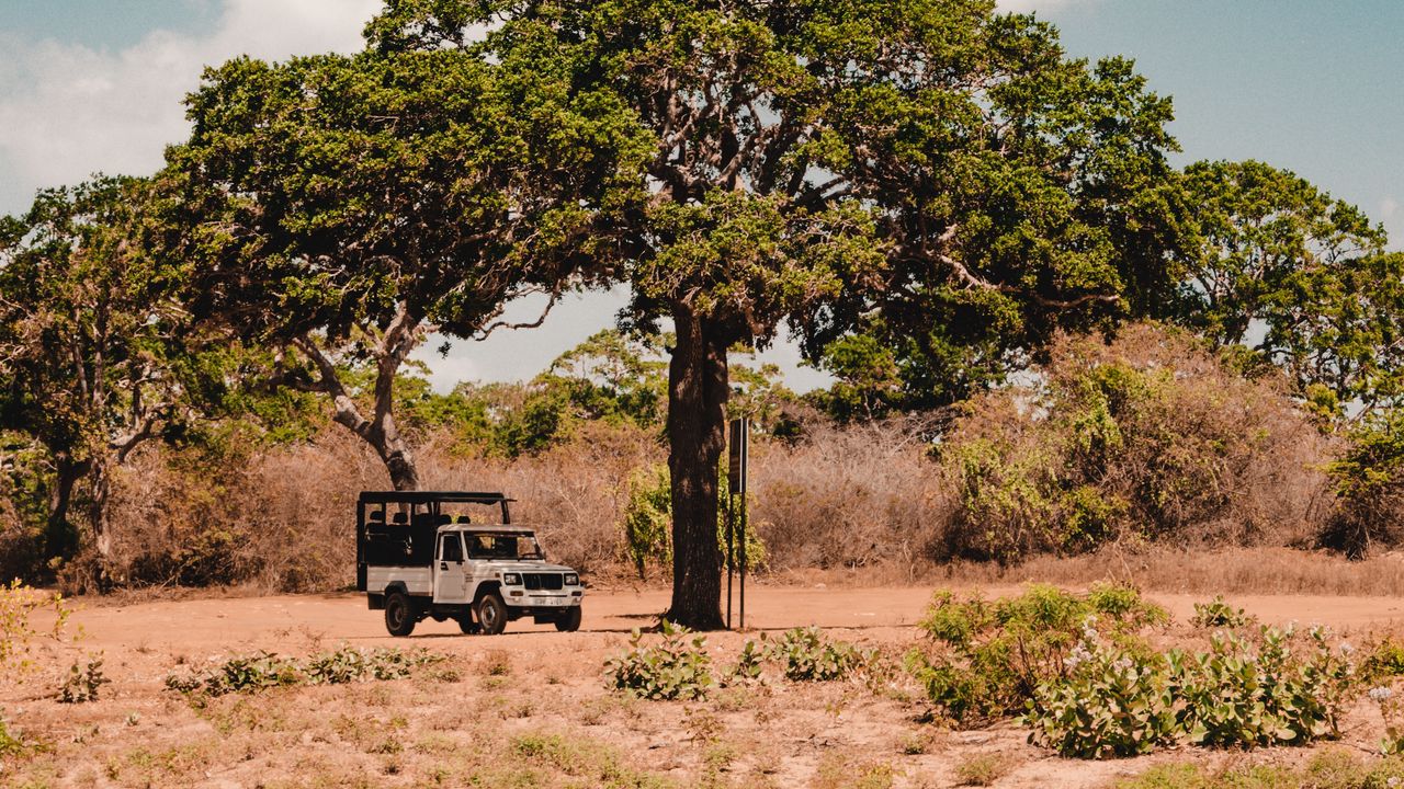 Wallpaper tree, car, savanna, wildlife, bushes, vegetation