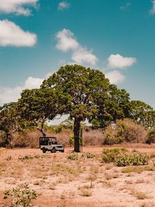 Preview wallpaper tree, car, savanna, wildlife, bushes, vegetation