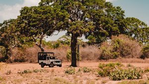 Preview wallpaper tree, car, savanna, wildlife, bushes, vegetation