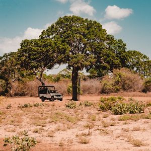 Preview wallpaper tree, car, savanna, wildlife, bushes, vegetation