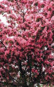 Preview wallpaper tree, cherry, flowering, spring