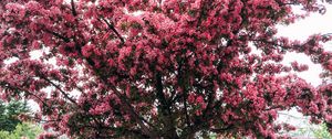 Preview wallpaper tree, cherry, flowering, spring