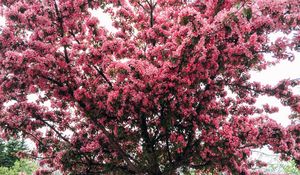 Preview wallpaper tree, cherry, flowering, spring