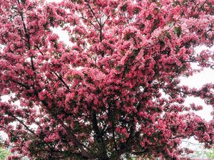 Preview wallpaper tree, cherry, flowering, spring