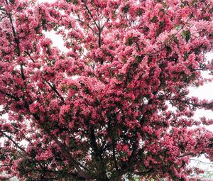 Preview wallpaper tree, cherry, flowering, spring