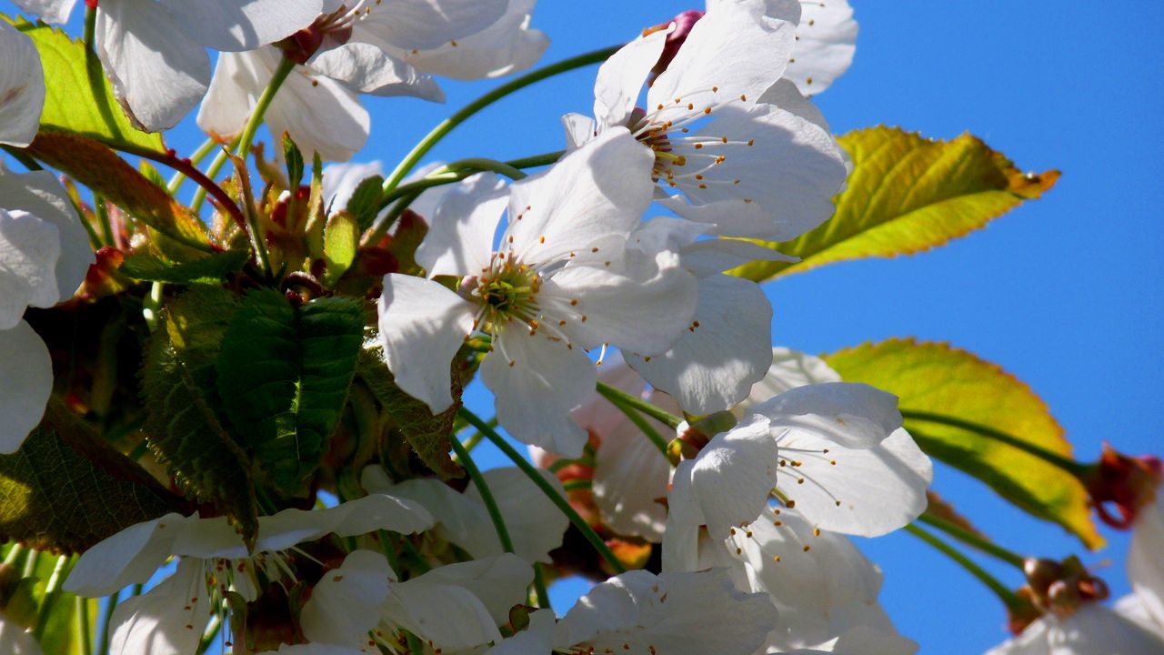 Wallpaper tree, cherry, spring, flowers, flowering