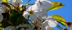 Preview wallpaper tree, cherry, spring, flowers, flowering